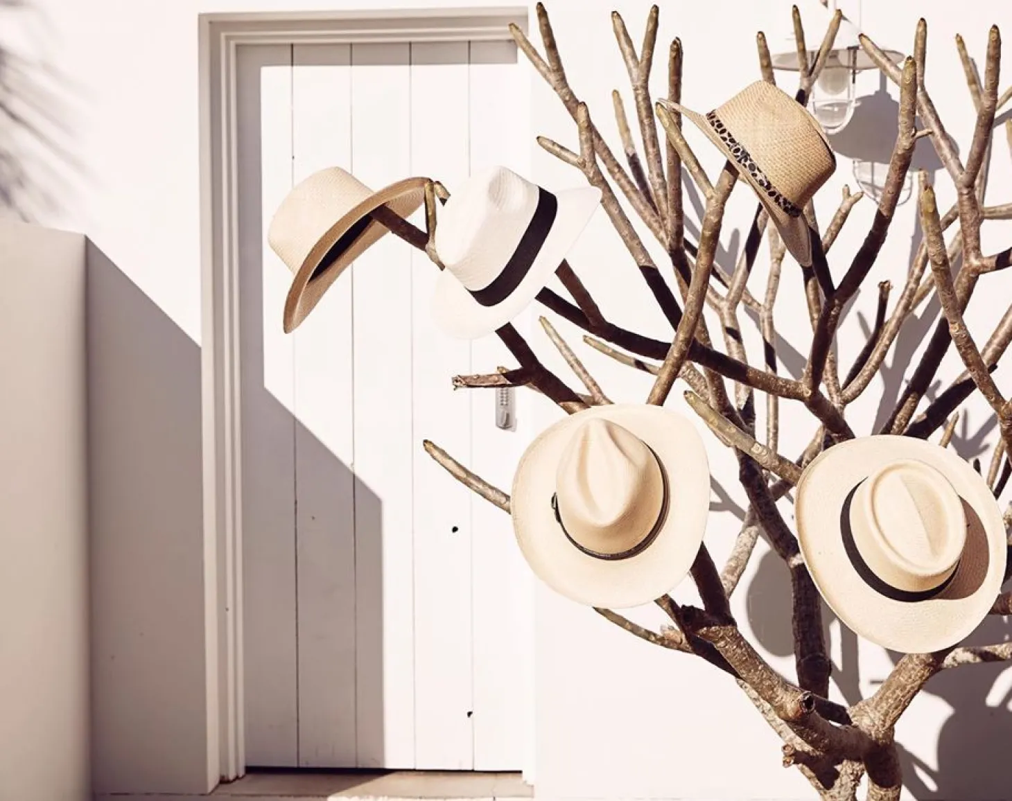 Shop Carolina Gardeliano Hat Natural